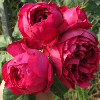Hồng leo Red Eden đang có hoa