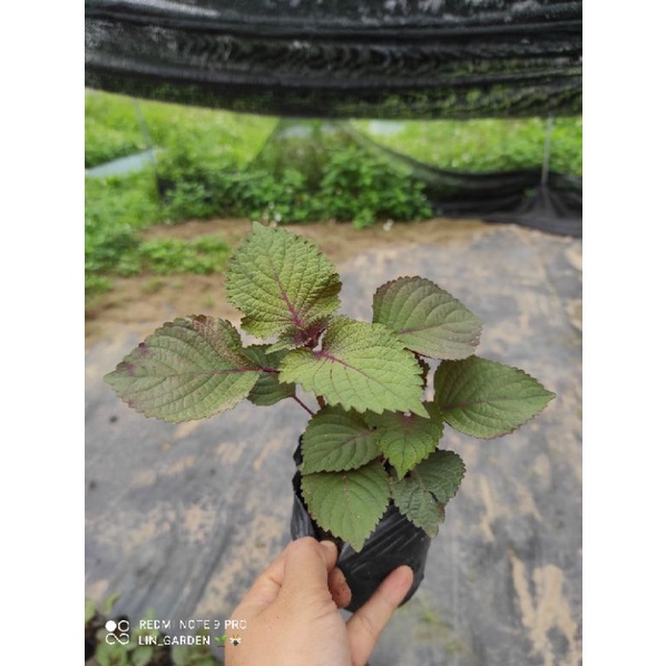 Cây tía tô ( ảnh thật)