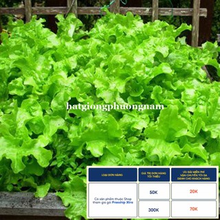 5GR - HẠT GIỐNG RAU XÀ LÁCH XOĂN