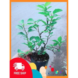 Cây Khế Bonsai
