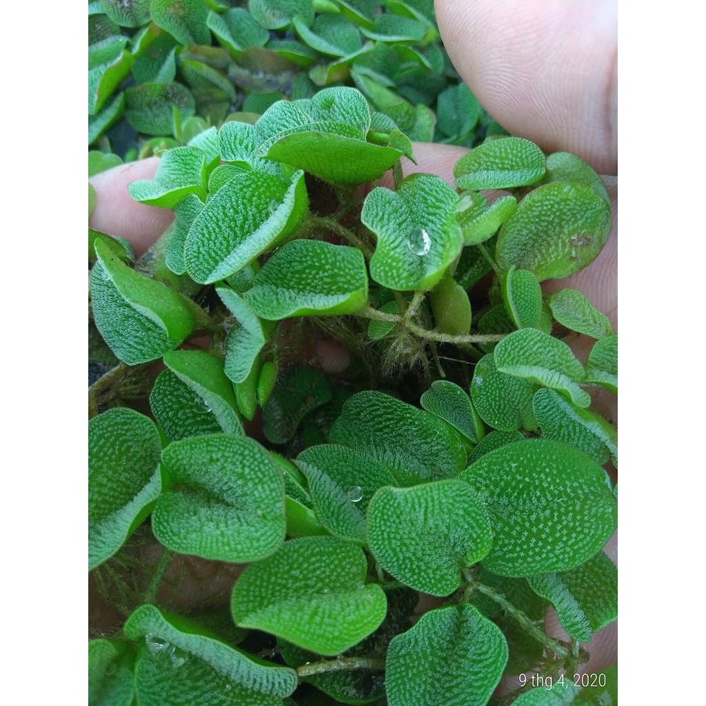 Bèo tai chuột - Cây thủy sinh