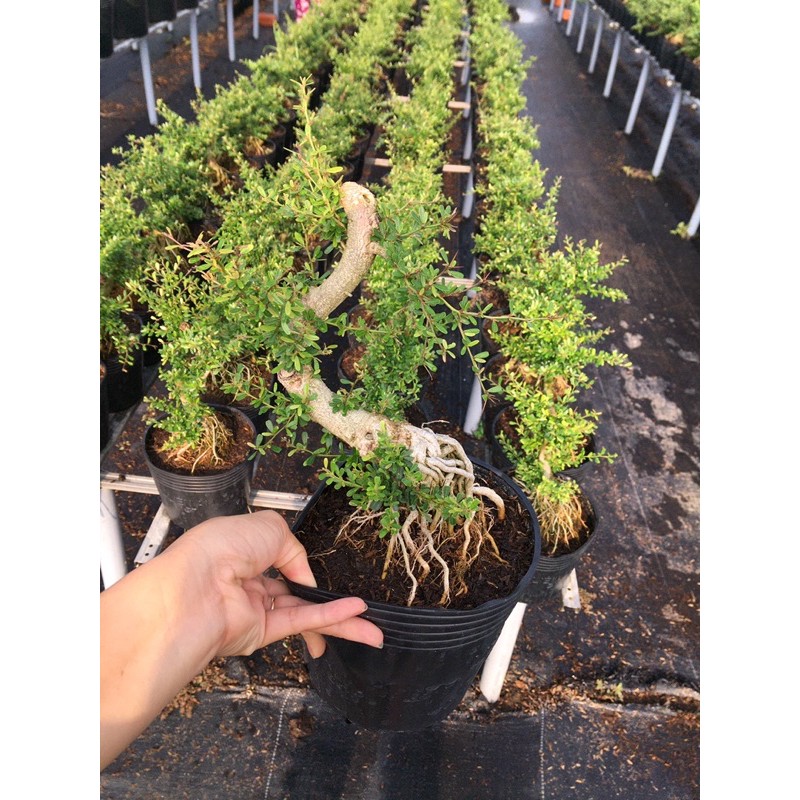 Linh sam 86 gốc bonsai