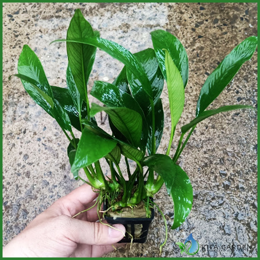 Cây thủy sinh | RÁY LƯỠI HỔ LÁ DÀI - TRẦU BÀ THÁI THUỶ SINH | trầu bà thái lá dài