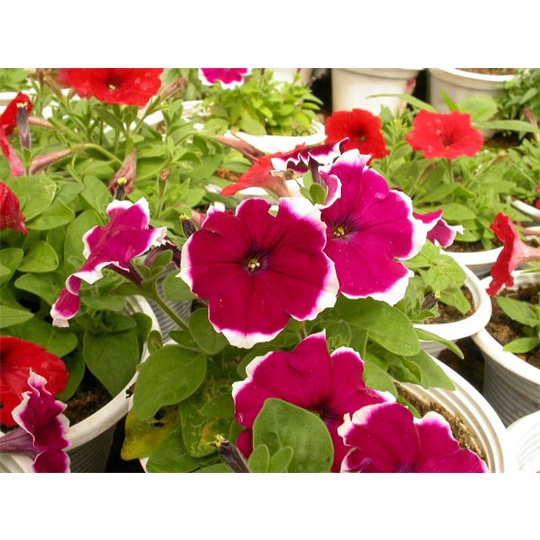 Hạt giống hoa dạ yến thảo viền nhiều màu gói 25 hạt