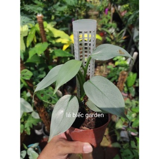 Kiếm Bạc, trầu bà, philodendron hastatum. ( cây giống )