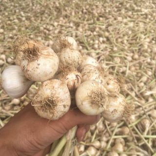 Tỏi tép lý sơn, tỏi cô đơn lý sơn chính gốc, bảo rẻ bao thơm ngon,mới tu hoạch. Nhà trồng sản phẩm bảo thơm ngon. Ngon.