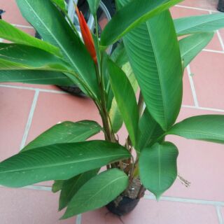 Cây hoa chuối mỏ két