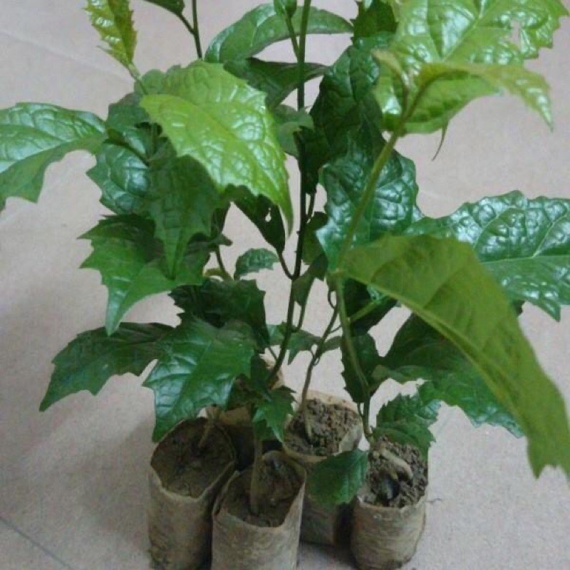 XẠ ĐEN 1ký có sẵn🌿🌿🌿🌿