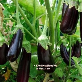 Gói 50 Hạt Giống Cà Tím Dài F1 luckyseed hạt siêu rẻ