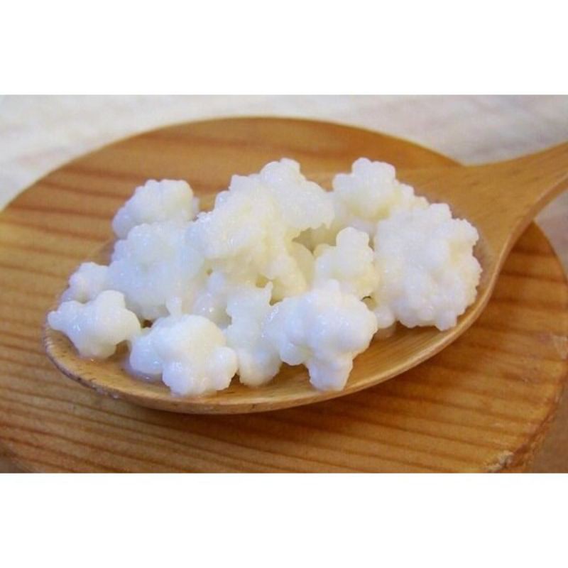 Nấm Tây Tạng Kefir làm sữa chua tiện lợi