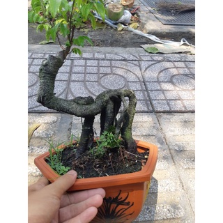 Chậu Phôi khế quái BONSAI