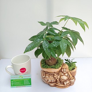 Cây Kim Ngân Ông Phật Để Bàn
