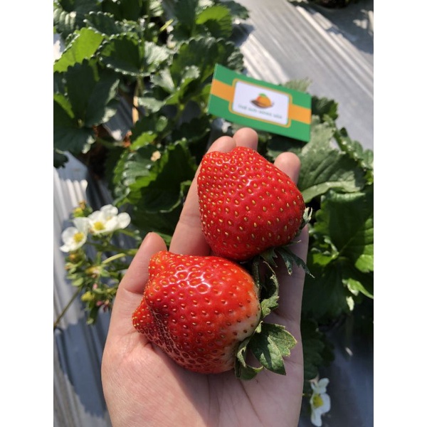 DÂU TÂY HANA MỘC CHÂU - Thế Giới Nông Sản