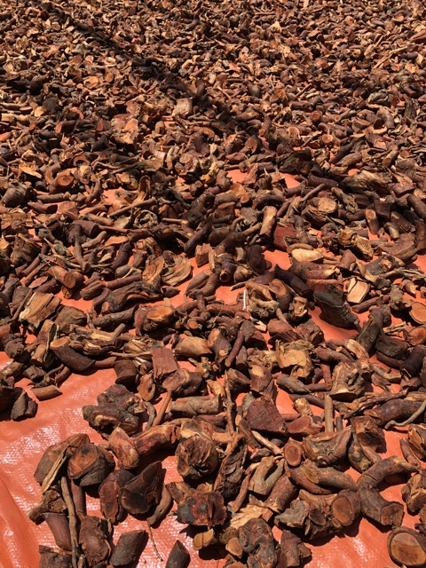 Rễ Cây Mú Từn Loại Vip-Bí Quyết Dân Tộc Mông Sơn La