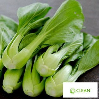 ⚡️hạt giống rau cải thìa f1⚡️ rau cải chíp cao sản