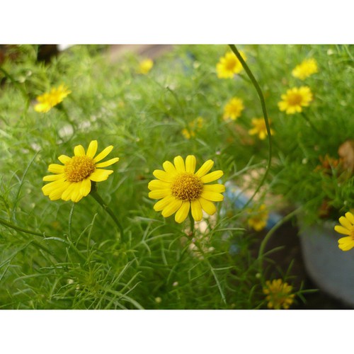 Phân Bón RYNAN 240 (150g), Phân Tan Chậm Thông Minh NPK 14-14-14+TE dùng cho hoa lan, cây