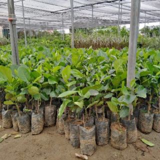 Mít Trái Dài Nhập Khẩu Malaysia.
