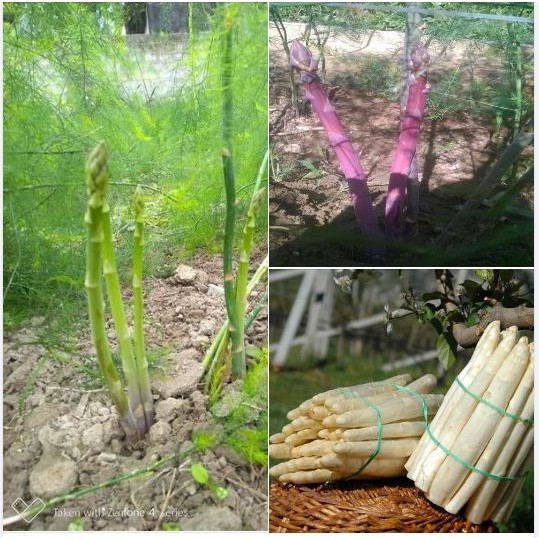 Combo 3 gói Hạt Măng Tây ( 1 gói xanh + 1 gói trắng + 1 gói tím + 1 gói kích mầm ) - STHG2