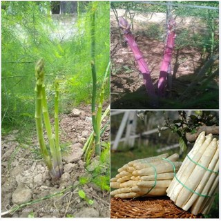 Combo 3 gói Hạt Măng Tây ( 1 gói xanh + 1 gói trắng + 1 gói tím + 1 gói kích mầm )