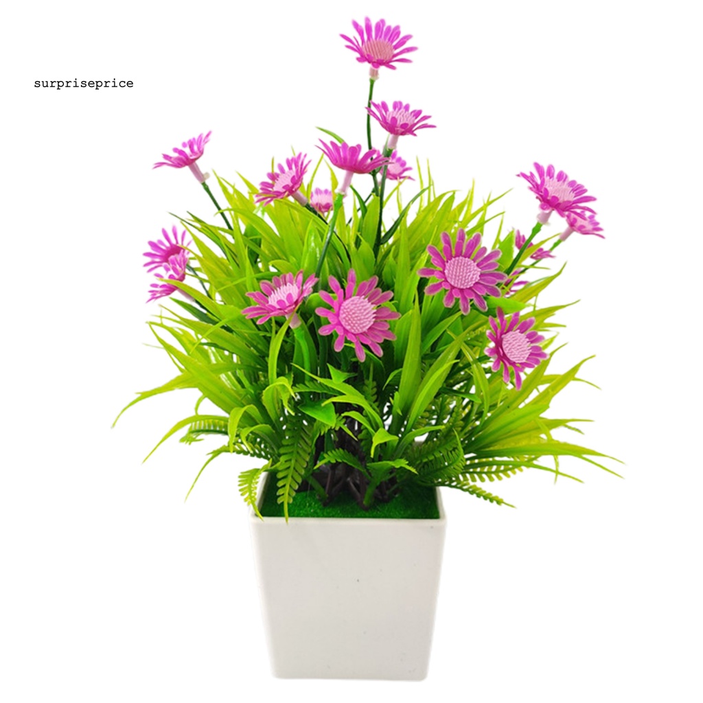 Spa 1 Bộ Chậu Cây Bonsai Thực Tế Bắt Mắt