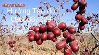 Táo đỏ Tân Cương