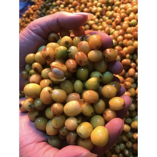 Cà Phê Nguyên Chất Baka Coffee - Yellow BourBon
