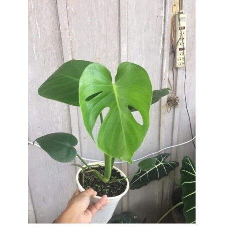Cây giống trầu bà Nam Mỹ lá xẻ Monstera Deliciosa - cây phong thủy nội thất sân vườn-UtNho