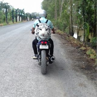 Balo Đầu Hổ Trắng Vàng size to