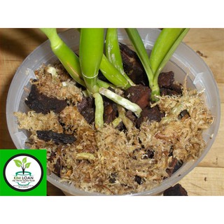 Dớn mềm (dớn trắng) nhập khẩu từ Chi-lê (1 bịch 100g)