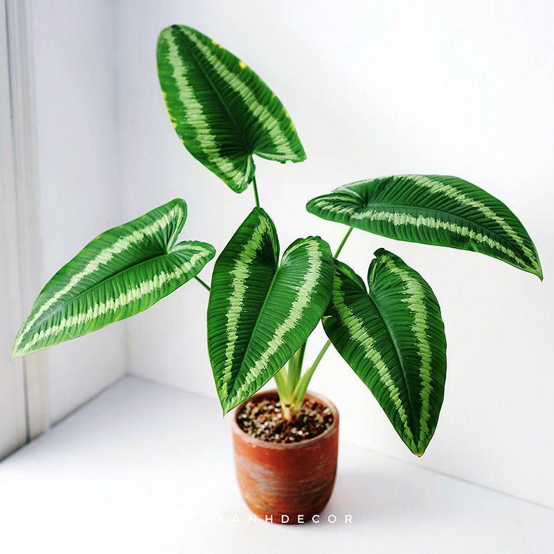 Schismatoglottis Wallichii – Mường Thái