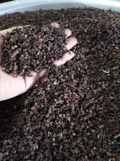 Hạt mắc khén rừng