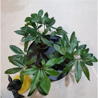 Philodendron Goeldii