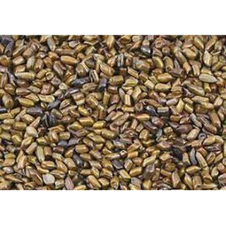 Hạt muồng muồng – điều trị mất ngủ
