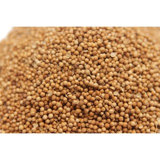 HẠT MÙI (HẠT NGÒ) KHÔ 100GR