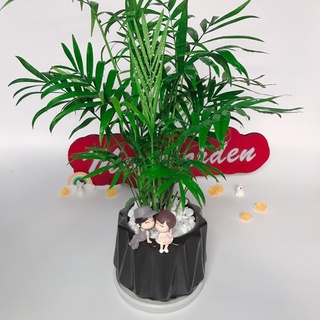 Cây Cau Tiểu Trâm
