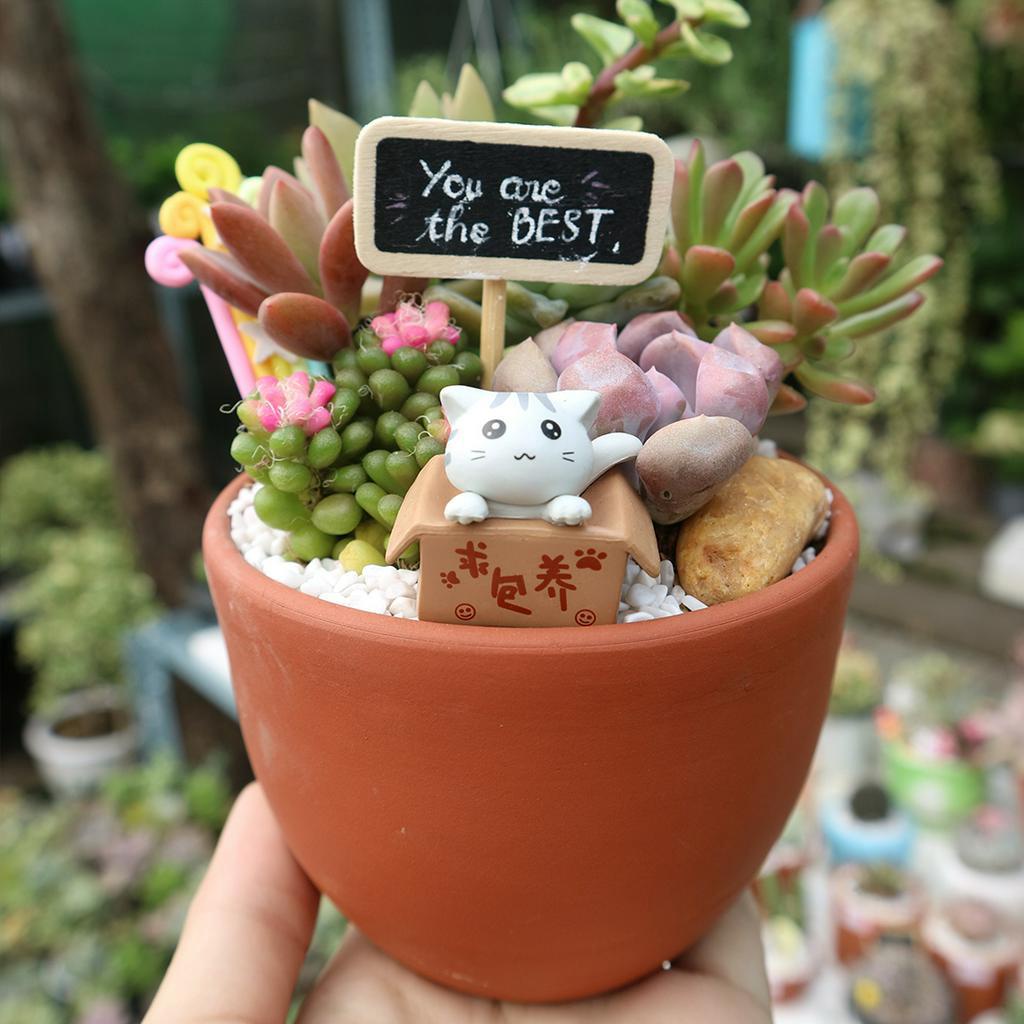 Mô hình bé mèo trong hộp siêu đáng yêu | Phụ kiện tiểu cảnh sen đá, phụ kiện Terrarium