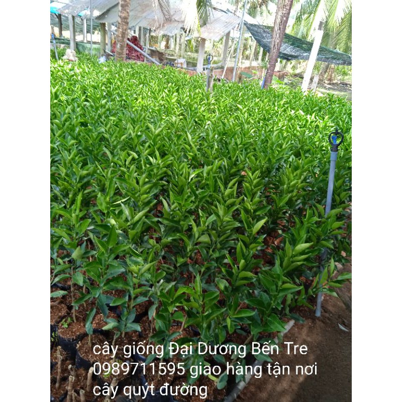 Cây quýt đường