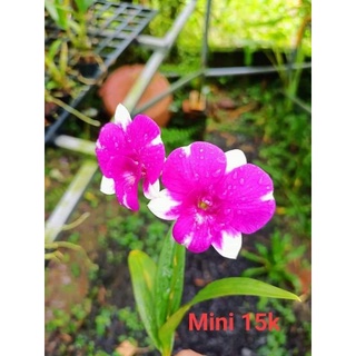 Denro mini chớp giống