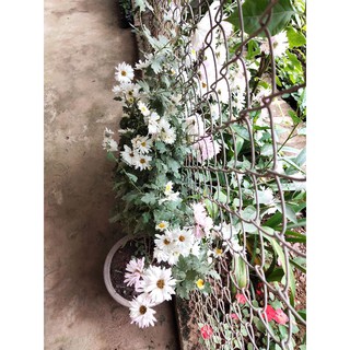 Cây giống cúc họa mi kép