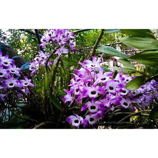 1 BÓ HOA LAN HOÀNG THẢO ĐÙI GÀ GIỐNG, HOA TUYỆT ĐẸP, HOA NỞ TẾT - 1BLHTDGSD