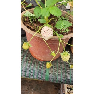 Combo 10 Cây giống dâu Tây  7loại khác nhau( quả thơm ,ngọt)