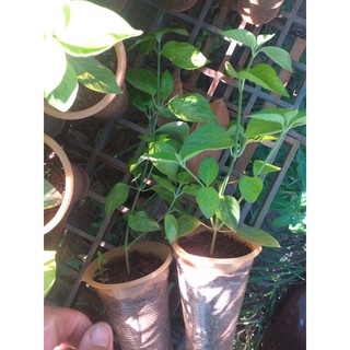 cây lá cẩm(tím)