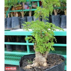 Cây Giống Đinh Lăng Lá Nếp