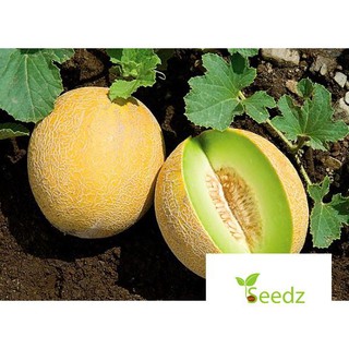 Gói 20 hạt giống dưa lưới vàng VINMARK HẠT GIỐNG