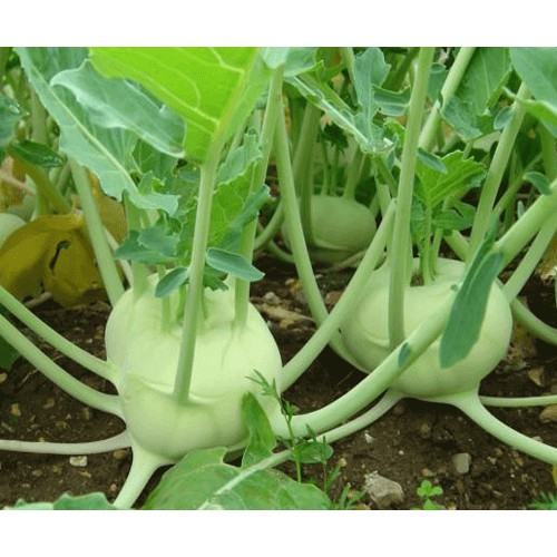 Hạt giống su hào xanh 200 hạt