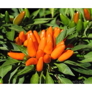 [Big Sale] (500-700 hạt) Hạt giống ớt Chili cam siêu cay
