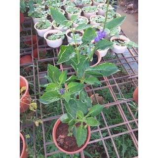 cây đuôi chuột (mạch lạc)