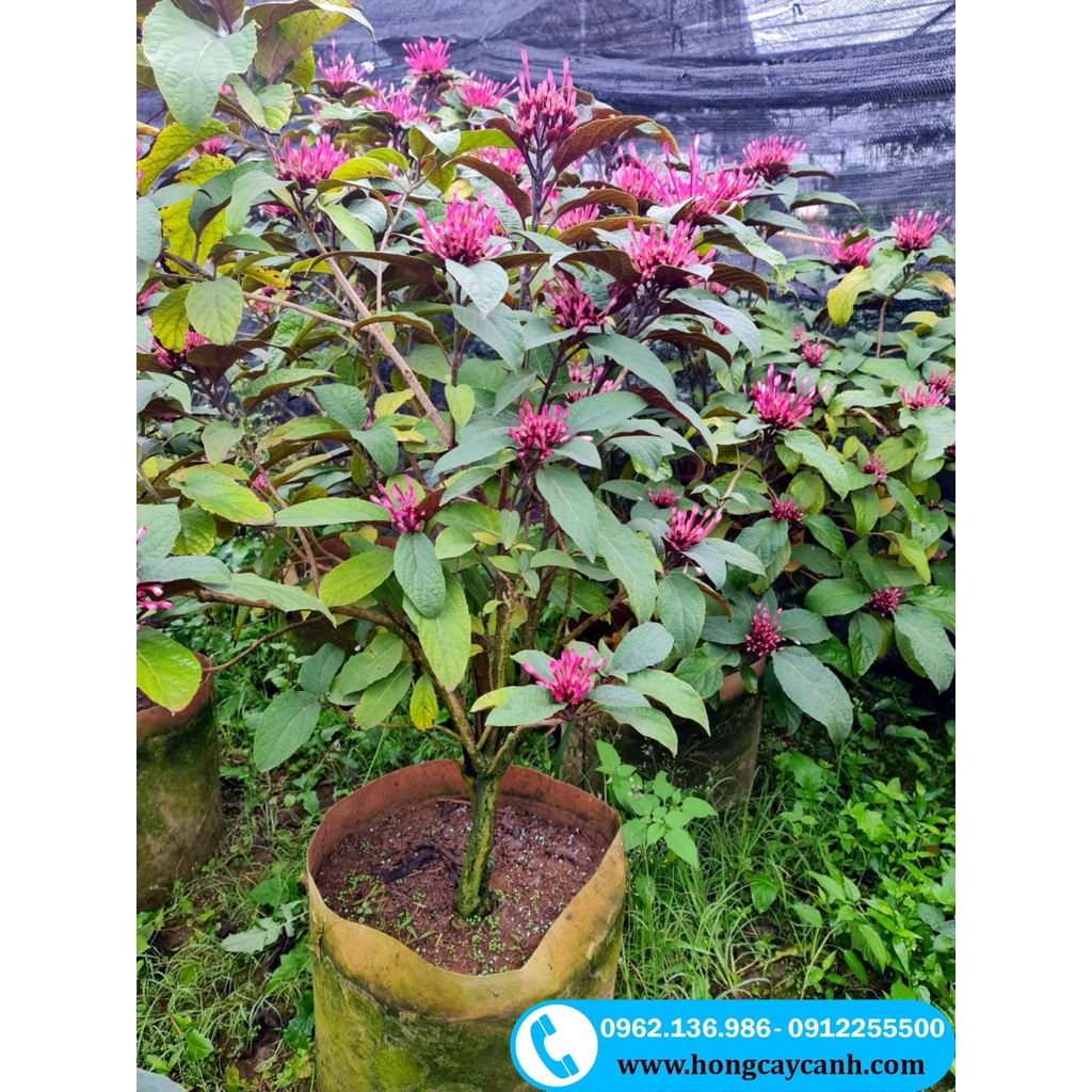 Cây Hoa Thiên Phúc II Cây Pháo Bông