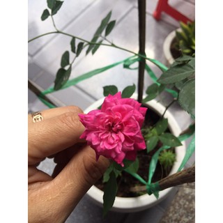 Hồng cổ quế siêng hoa
