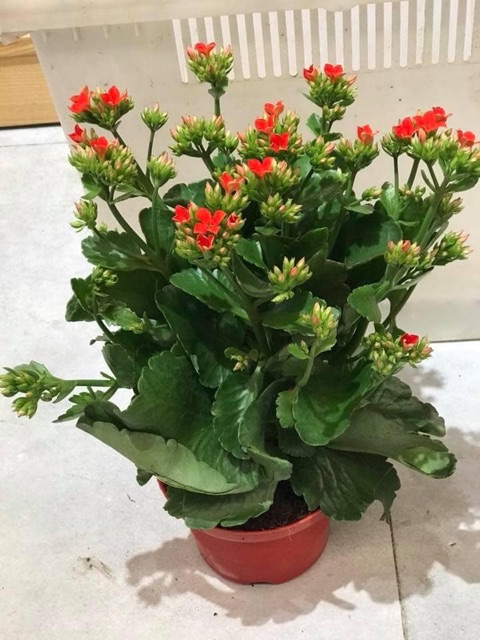 Cây sống đời đơn